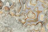 Polished Crazy Lace Agate Section - Mexico #326129-1